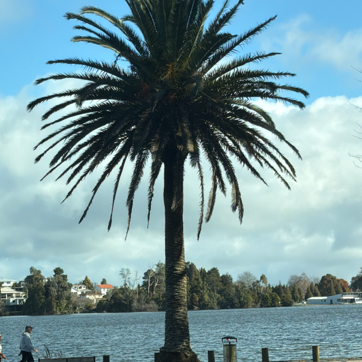 image.webp